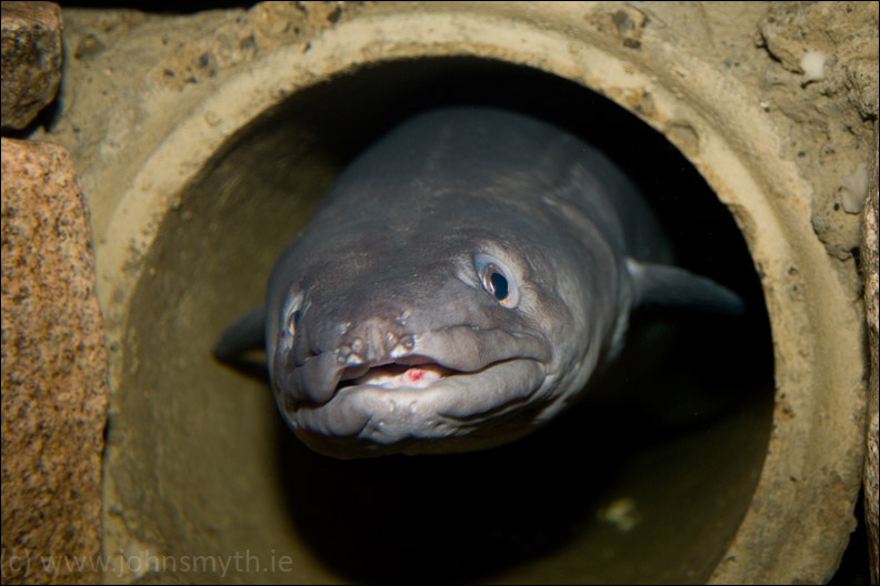 Conger Eel in Galway Aquarium